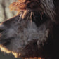 All Seasons Alpaca Duvet Hamptons Collection